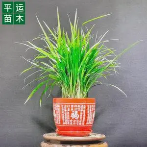 银川绿洲生态花卉盆栽